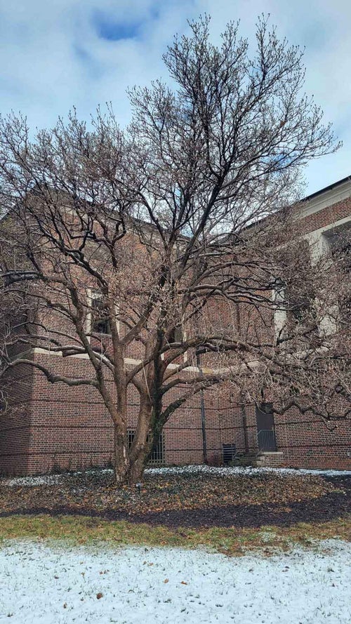 Saucer Magnolia winter