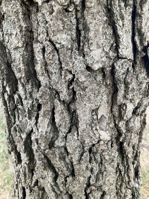 Black gum, Tupelo bark