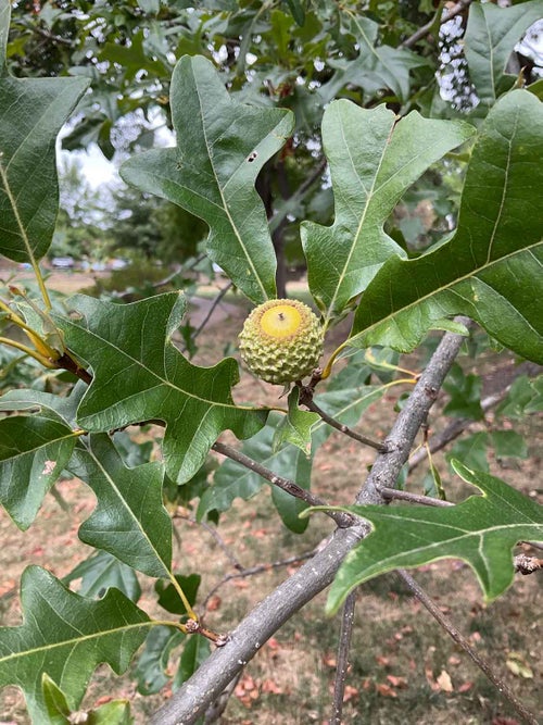 Overcup Oak seed