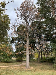 Ohio Buckeye summer