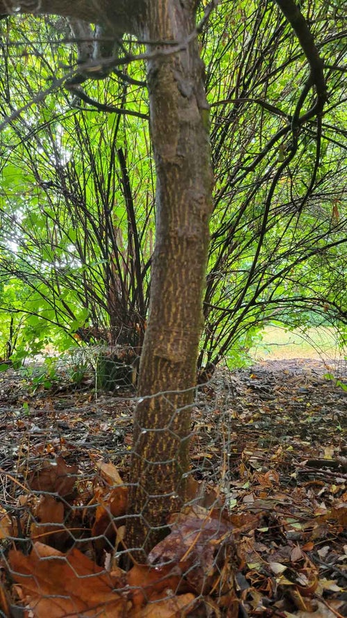 Japanese Maple bark