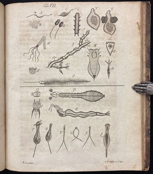 A variety of micro-organisms, engraving in Beyträge zur Naturgeschichte der kleinsten Wasserthiere, by Johann Conrad Eichhorn, plate 7, p. 72, 1781 (Linda Hall Library)