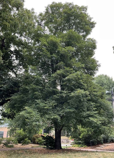 Cutleaf Linden summer