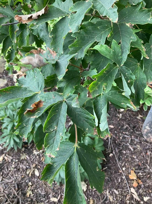 Paperbark Maple leaf