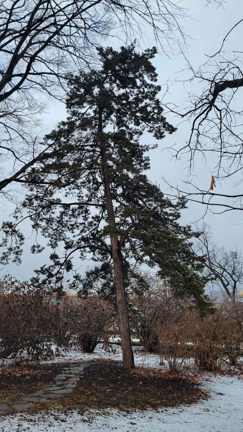 Red Cedar winter