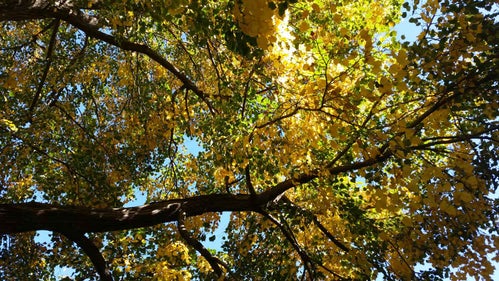 Mongolian Linden fall