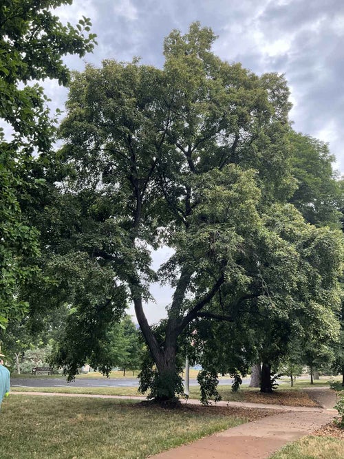 Mongolian Linden summer