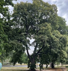 Mongolian Linden summer