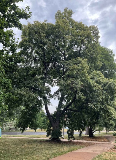 Mongolian Linden summer