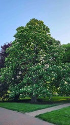 Double Flowered Horsechestnut summer