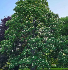 Double Flowered Horsechestnut summer