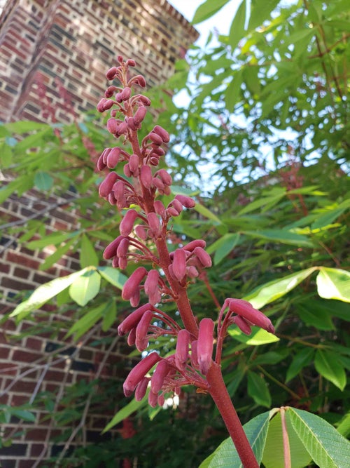 Red Buckeye flower