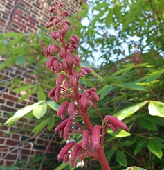 Red Buckeye flower