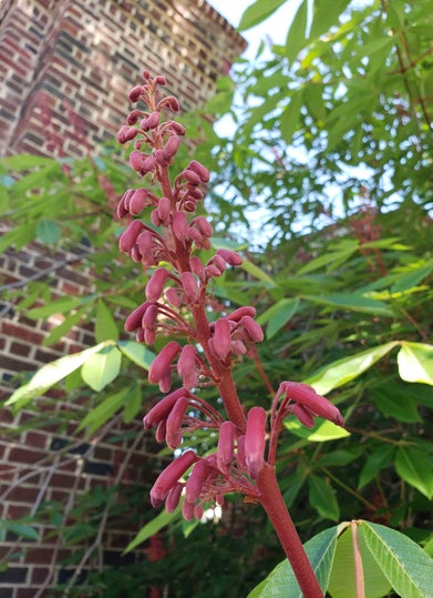 Red Buckeye flower