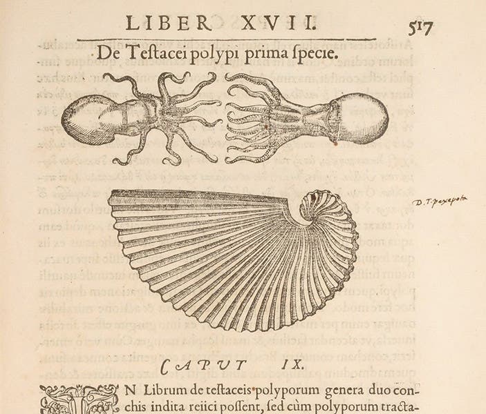 Paper nautilus and occupant, woodcut, Libri de piscibus marinis, by Guillaume Rondelet, vol. 1, p. 537, 1554-55 (The Linda Hall)