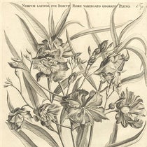 Nerium latifolium Indicum, an oleander, detail of an engraving after Jan or Maria Moninckx, Horti medici amstelodamensis, by Jan Commelin, vol. 1, fig. 23, 1697 (Linda Hall Library)