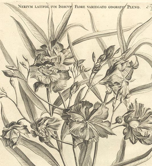 Nerium latifolium Indicum, an oleander, detail of an engraving after Jan or Maria Moninckx, Horti medici amstelodamensis, by Jan Commelin, vol. 1, fig. 23, 1697 (Linda Hall Library)