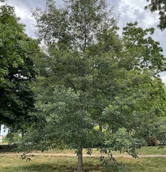 Chinkapin Oak summer