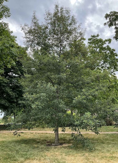 Chinkapin Oak summer
