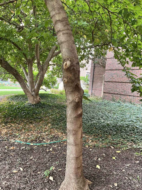 Butterflies Magnolia bark