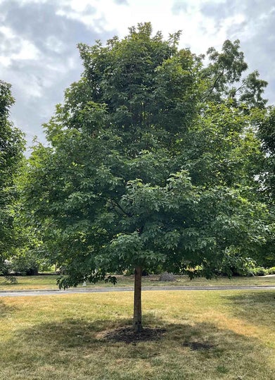 Sugar Maple summer