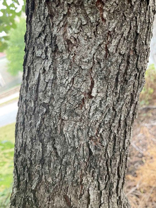 Pink Flowered Redbud bark