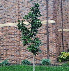 Cleopatra Magnolia summer