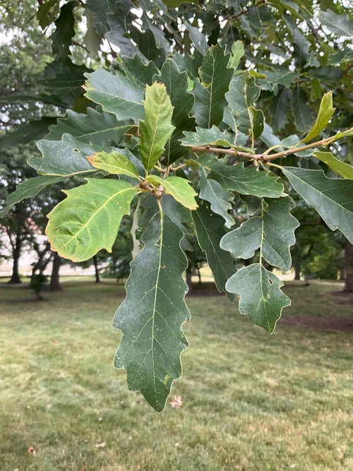 Faxon Oak leaf