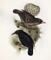 Cactus finch from the Galápagos Islands, lithograph after drawing by Elizabeth Gould, The Zoology of the Voyage of H.M.S. Beagle, ed. by Charles Darwin, vol. 3, plate 42, 1839 (Linda Hall Library)