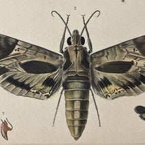 Hawk-moth, detail of hand-colored engraving in A Treatise on Some of the Insects Injurious to Vegetation, by Thaddeus William Harris, plate 5, 1862 (Linda Hall Library)