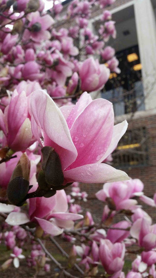 Saucer Magnolia flower