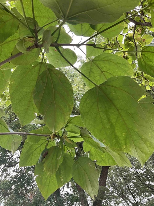 Common Catalpa leaf