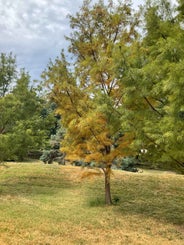 Pond Cypress summer