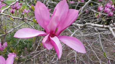 Ann Magnolia flower