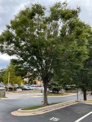 Japanese Zelkova summer