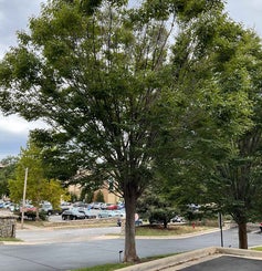 Japanese Zelkova summer