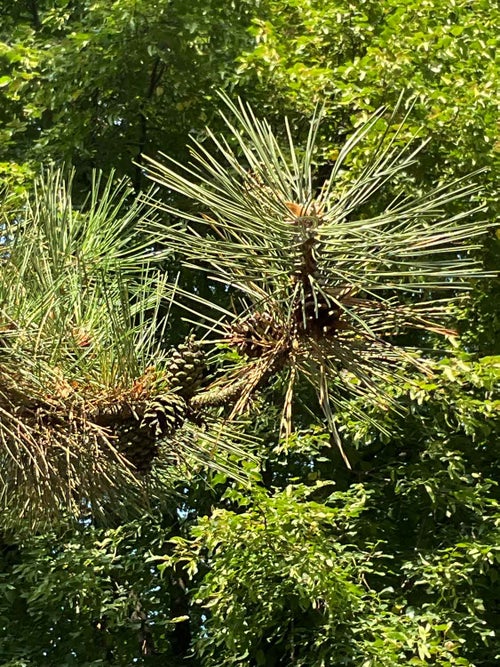 Austrian Pine leaf