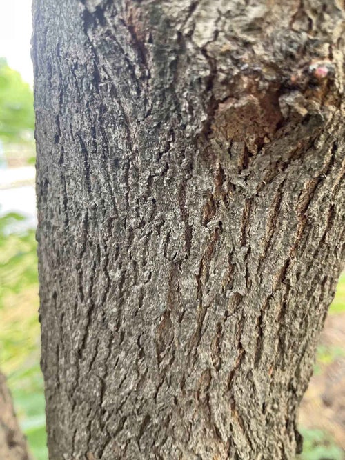 Pink Redbud bark