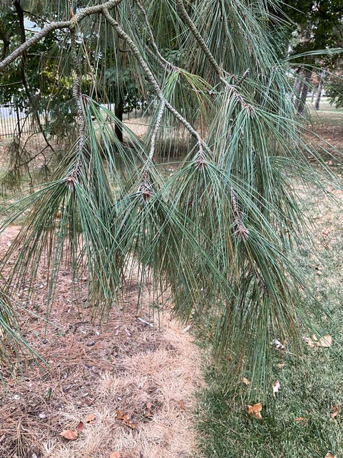 Yellow Pine, Ponderosa Pine leaf