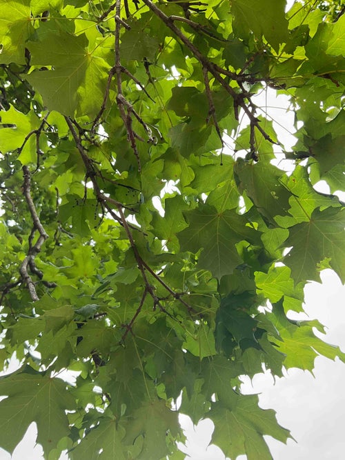 Sugar Maple leaf