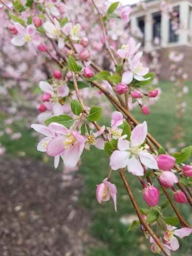 Flowering Crab flower