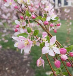 Flowering Crab flower