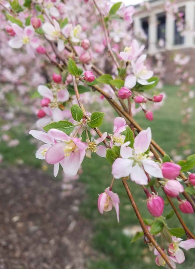 Flowering Crab flower