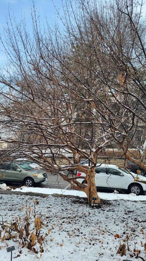 Japanese Cornel Dogwood winter