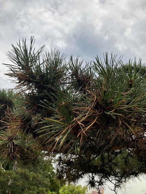 Austrian Pine needle