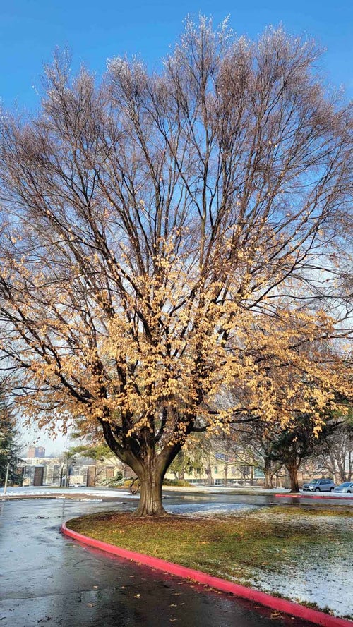 American Beech winter