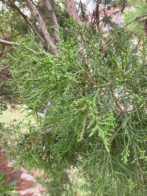 Red Cedar leaf