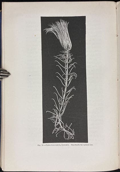 A crinoid, Pentacrinus asteria, wood engraving, in The Depths of the Sea, by Charles Wyville Thomson, p. 436, 1873 (Linda Hall Library)