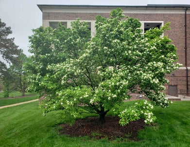 Korean Mountainash summer