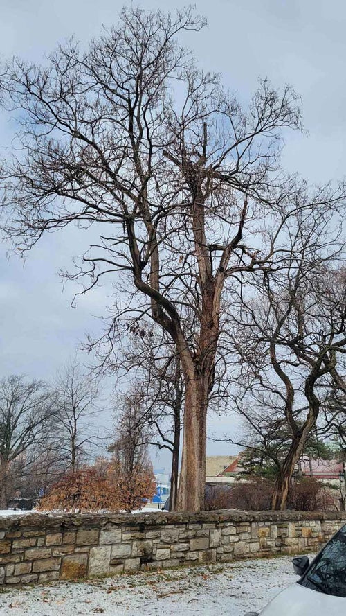 Common Catalpa winter